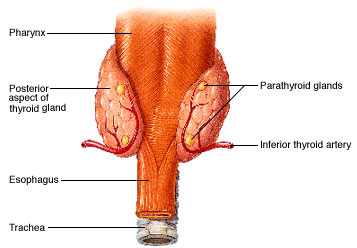 1448_Parathyroid Glands.jpg