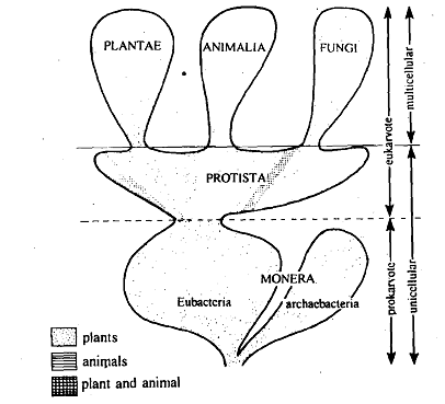 1452_Protozoans.png