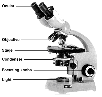 1453_Define Stage - Parts of the Microscope.png