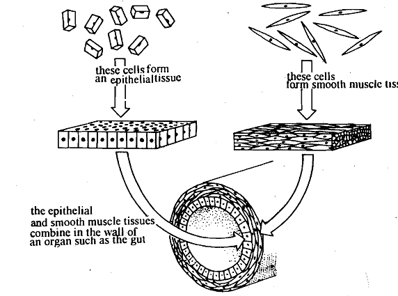 1457_Specific Organization.png