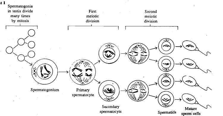 1458_Multiplication Phase.png