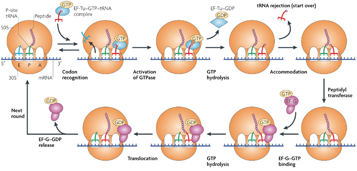 1474_Messenger RNA and translation.png