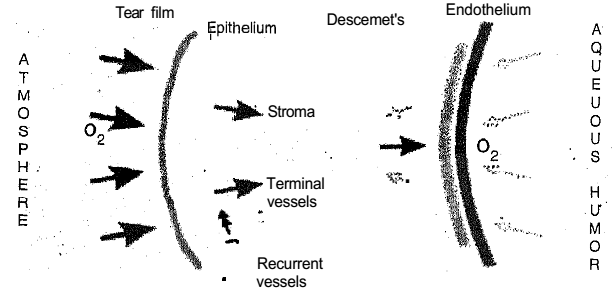 1480_Oxygen supply to the cornea.png