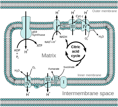 1490_electrontransport chain.png
