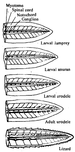 1492_Cyclostomes - Regeneration in Vertebrates.png