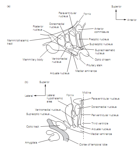 Hypothalamus, Anatomy and connections of the hypothalamus, Assignment Help