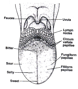 1501_tongue structure.png