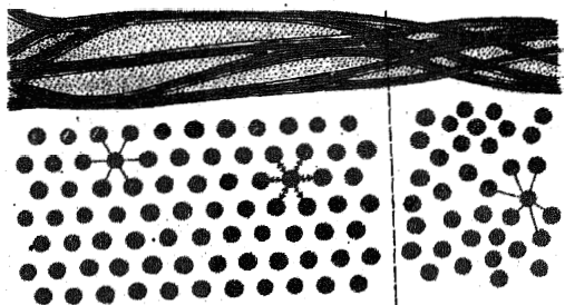 1506_Arrangement of stromal lamellae in cornea.png