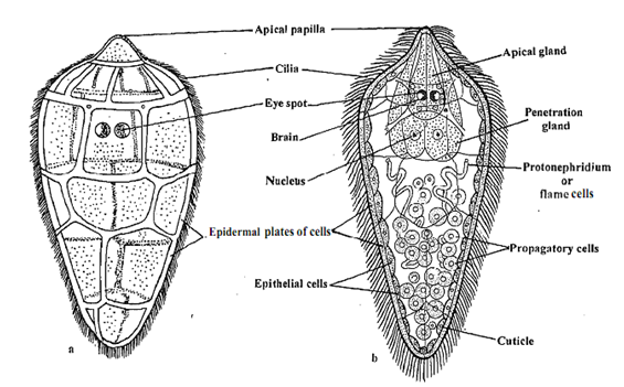 1508_Miracidium larva.png