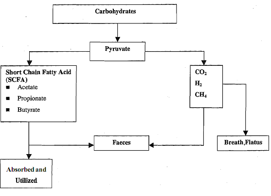 1510_Fermentability or Degradability.png