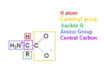 1512_properties of Amino Acids.png