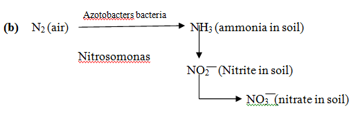 1517_nitrogen cycle1.png