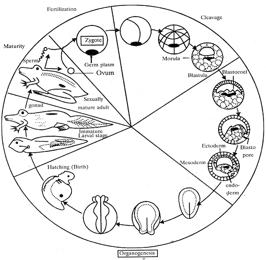 1521_organogenesis.png