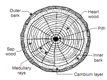 1522_cross section of exogenous tree.png