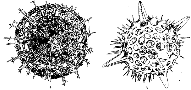 1524_Radiolarians.png