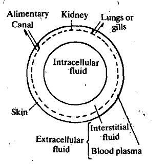 1529_Body Fluids.png