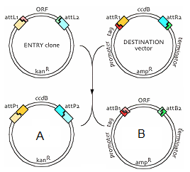 1530_Gateway Recombination reaction.png