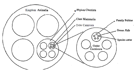 1533_Principal categories in classification.png