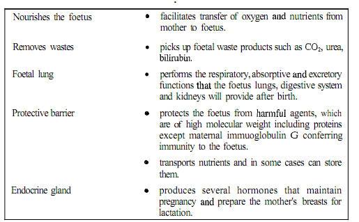 1536_Placental Transfer of Nutrients.png