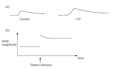 Long-Term Potentiation (LTP), Long-term potentiation, Assignment Help