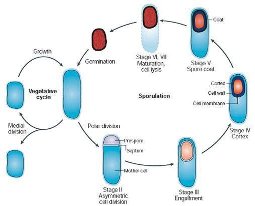 1542_Life cycle of spore forming bacteria.png