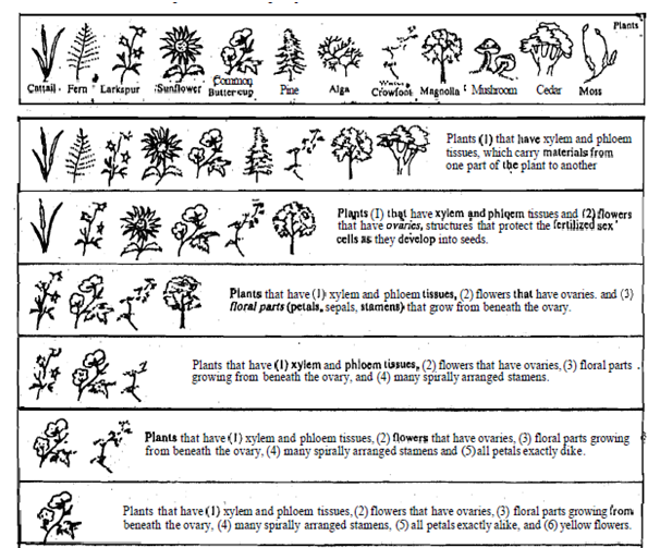 1548_Diagrarnatic representation of classification.png