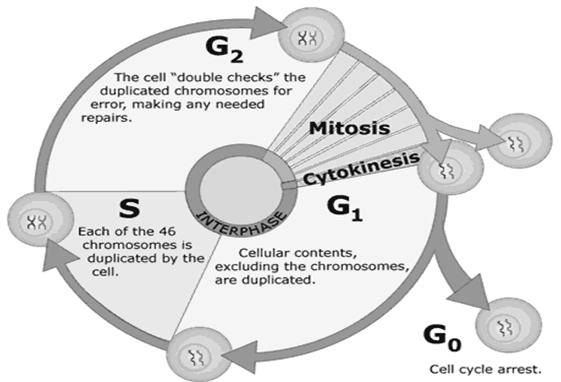 1549_Phases of Cell Cycle.png