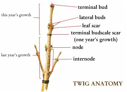 1549_twig anatomy.png