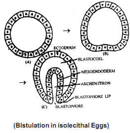 1567_blastulation.png