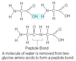 1568_Amino Acids.png