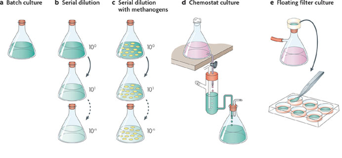 1568_Batch culture in the laboratory.png