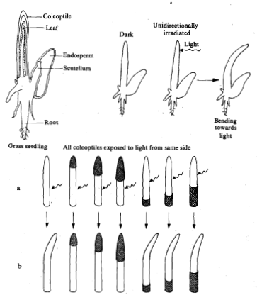 1574_Auxins.png