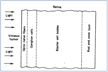 1583_The retina – the light detector of the eye.png