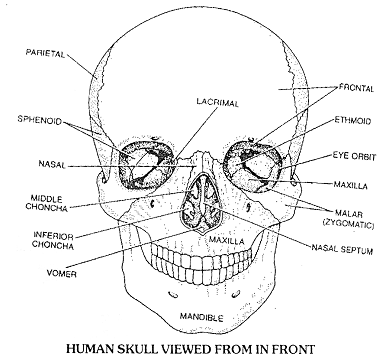 158_skull.png