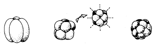 159_Spiral Cleavage - Metazoa.png