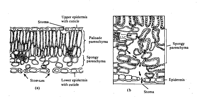 1601_Stomata - Water Loss.png