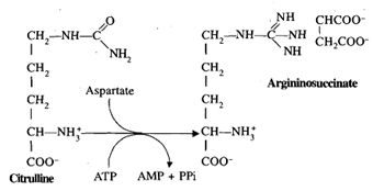 1606_argininsuccinate.png