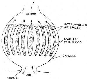 1609_respiration in spider.png