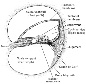 1617_cochlea.png