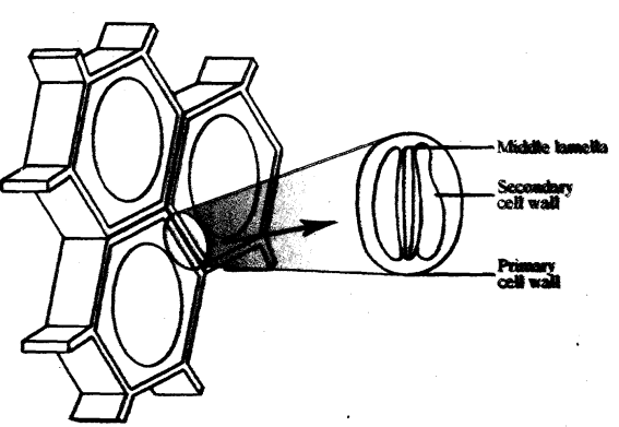 1626_Discovery of Cell.png