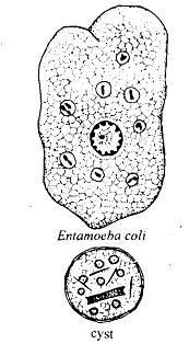 1636_Amoebae - Protozoan.png