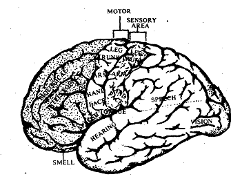 1649_Forebrain.png