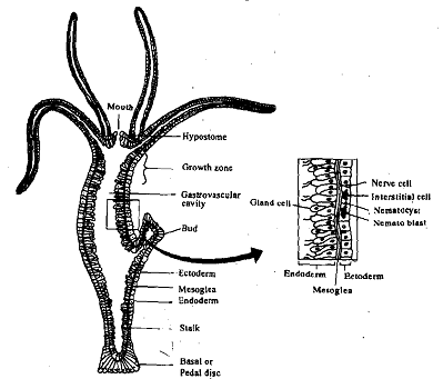 1649_Regeneration in Hydra.png