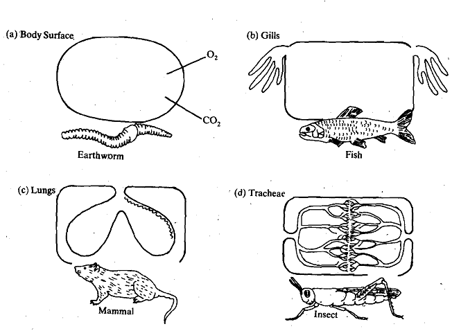 1651_Types of Respiratory Organs.png