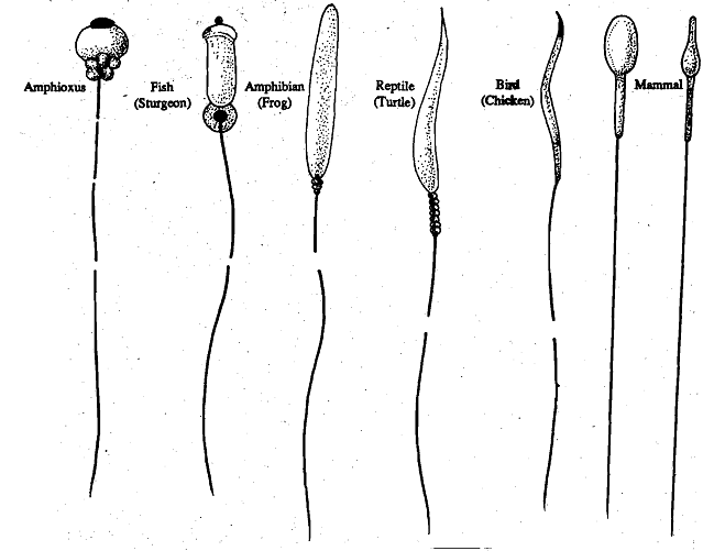 1655_Structure of the Sperm.png