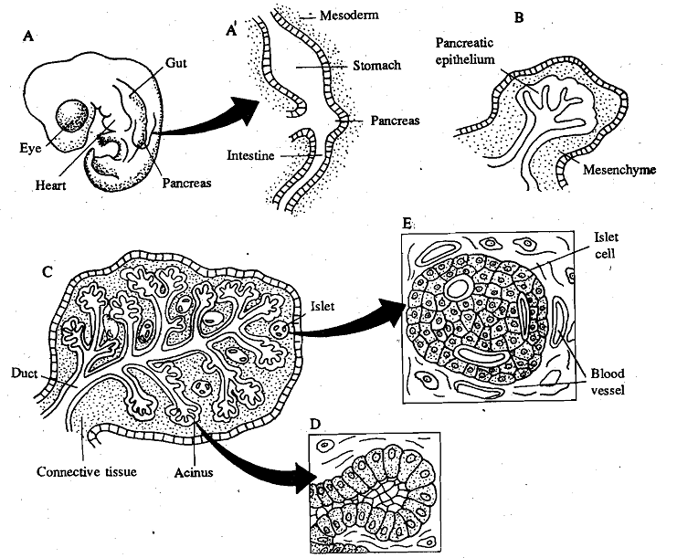 1665_Permissive Interaction - Pancreas Development.png