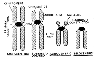 1677_chromosome structure1.png