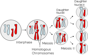 1681_Cell division and ploidy.png