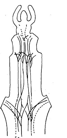 1691_Structure of Phloem.png