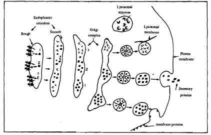 169_biology.png